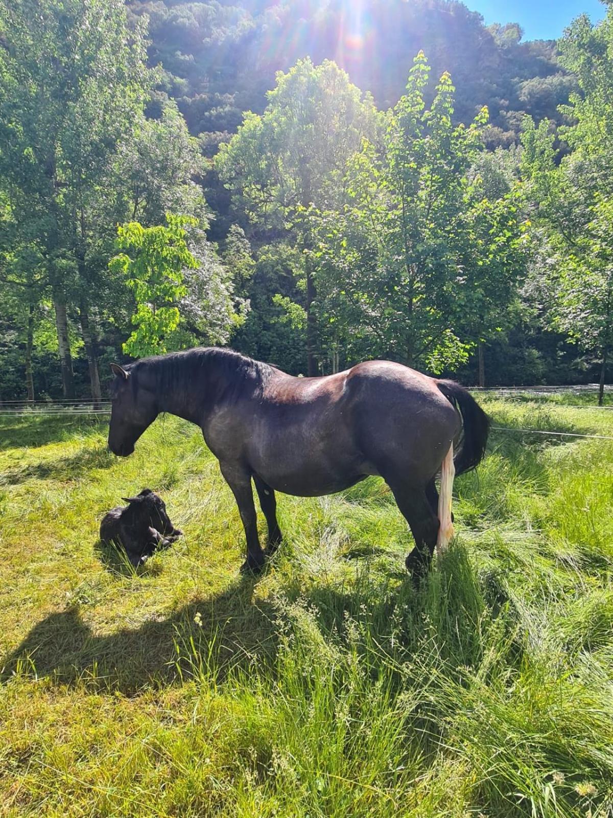 Apartaments Sort Pirineus エクステリア 写真